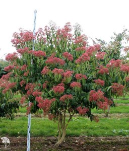 Heptakodium Chińskie w donicy