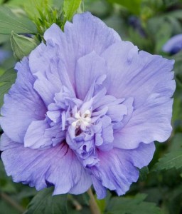Hibiskus Blue Chiffon- Ketmia Syryjska w donicy