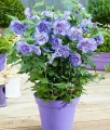 Hibiskus Blue Chiffon- Ketmia Syryjska w donicy