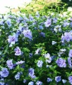 Hibiskus Blue Chiffon- Ketmia Syryjska w donicy