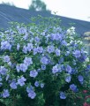 Hibiskus Blue Chiffon- Ketmia Syryjska w donicy