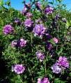 Hibiskus French Cabaret Purple - Ketmia Syryjska w donicy