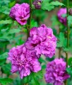 Hibiskus French Cabaret Purple - Ketmia Syryjska w donicy
