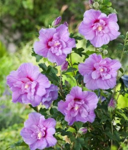 Hibiskus Lavender Chiffon - Ketmia Syryjska w donicy