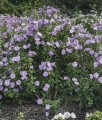 Hibiskus Lavender Chiffon - Ketmia Syryjska w donicy