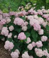 Hortensja Drzewiasta Candybelle Bubblegum w donicy