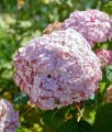 Hortensja Drzewiasta Candybelle Bubblegum w donicy