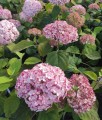 Hortensja Drzewiasta Candybelle Bubblegum w donicy