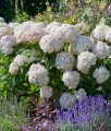 Hortensja Drzewiasta Candybelle Marshmallow w donicy