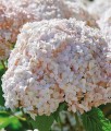 Hortensja Drzewiasta Candybelle Marshmallow w donicy