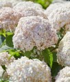 Hortensja Drzewiasta Candybelle Marshmallow w donicy