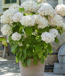 Hortensja Drzewiasta Candybelle Marshmallow w donicy