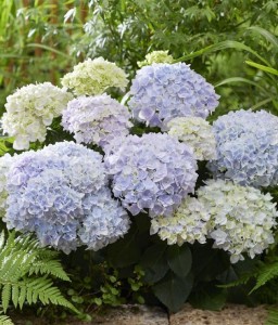Hortensja Ogrodowa Doppio Azzurro w donicy