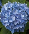 Hortensja Ogrodowa Early Blue w donicy