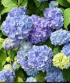 Hortensja Ogrodowa Early Blue w donicy