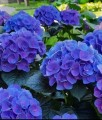 Hortensja ogrodowa Jip Blue w donicy