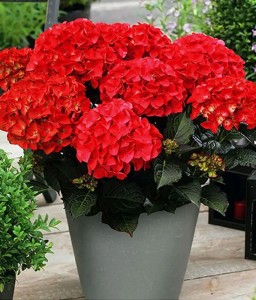 Hortensja Ogrodowa Red Angel w donicy