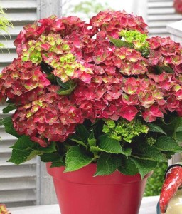 Hortensja Ogrodowa Red Power w donicy