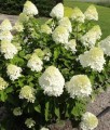 Hortensja Bukietowa Limelight w donicy