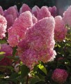 Hortensja bukietowa Living Pink &amp; Rose w donicy