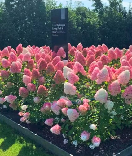 Hortensja bukietowa Living Pink & Rose w donicy