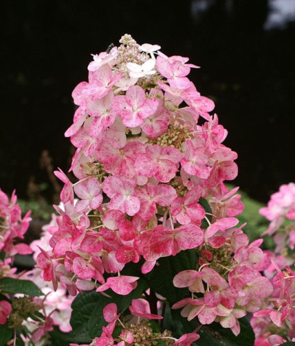 Hortensja Bukietowa Magical Fire w donicy