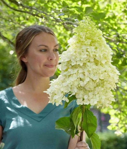 Hortensja bukietowa Skyfall w donicy