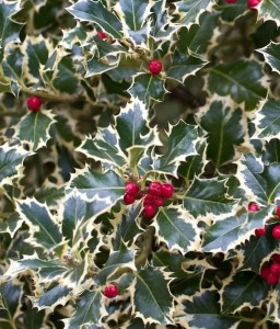 Ostrokrzew Kolczasty Argentea Marginata w donicy