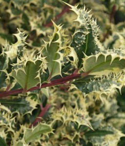 Ostrokrzew Kolczasty Ferox Argentea w donicy