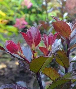 Ostrokrzew Meservy Heckenblau w donicy