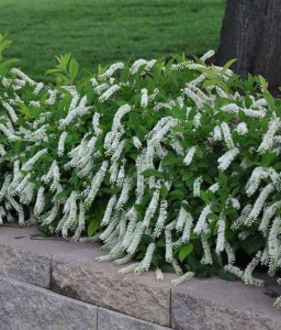 Itea Wirginijska Merlot w donicy