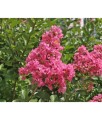 Lagerstroemia Hopi w donicy