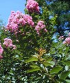 Lagerstroemia Hopi w donicy