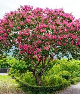 Lagerstroemia Hopi w donicy