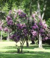Lagerstroemia Muskogee w donicy