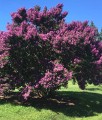 Lagerstroemia Muskogee w donicy