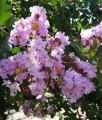 Lagerstroemia Muskogee w donicy