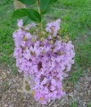 Lagerstroemia Muskogee w donicy