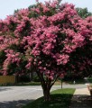 Lagerstroemia Sioux w donicy