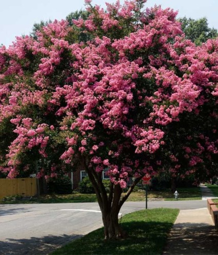 Lagerstroemia Sioux w donicy