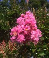 Lagerstroemia Sioux w donicy