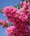 Lagerstroemia Sioux w donicy