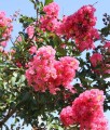 Lagerstroemia Sioux w donicy