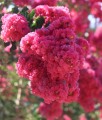 Lagerstroemia Tuscarora w donicy