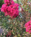 Lagerstroemia Tuscarora w donicy