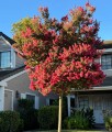 Lagerstroemia Tuscarora w donicy