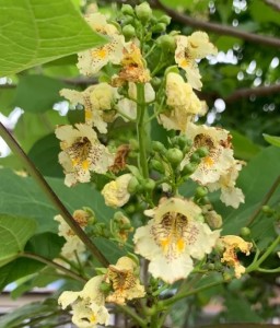 Katalpa/Surmia żółtokwiatowa w donicy