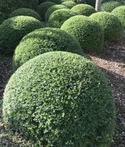 Suchodrzew Mirtolistny Maigrün w donicy