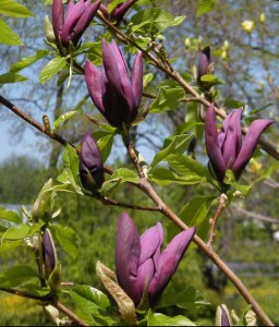 Magnolia Brooklińska Black Beauty w donicy