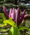 Magnolia Brooklińska Black Beauty w donicy
